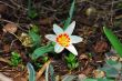 flower in spring