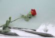 Red Rose on Icy Windshield