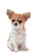 puppy chihuahua