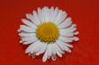 daisy flower on red