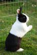 hare locked up