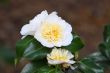 Camellia