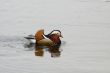 male mandarin duck ( Aix galericulata)
