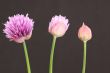 Chives