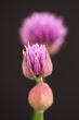 Chives 