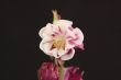 Aquilegia