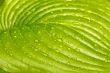 Big leaf of light green colours