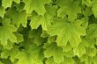 Young delicate leaves of maple