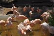 Flamingos