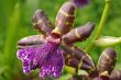 Orchid Flower - Zygopetalum Sp.