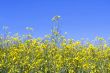 sky through the green grass with yellow flowers
