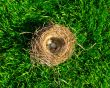 The bird`s nest with eggs on a green grass