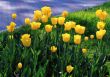 Yellow tulips