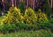 Yellow-green leaves