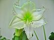 White amarilis in bloom