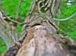 Broken bark n the tree