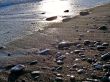Seashore and sea stones