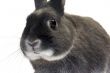 portrait of a dwarf rabbit