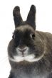 portrait of a dwarf rabbit