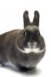 portrait of a dwarf rabbit