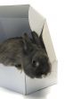 portrait of a rabbit in a box