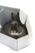 portrait of a rabbit in a box
