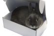portrait of a rabbit in a box
