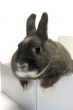 portrait of a rabbit in a box