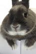 portrait of a rabbit in a box