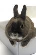 portrait of a rabbit in a box