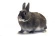  portrait of a dwarf rabbit