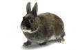 portrait of a dwarf rabbit
