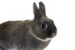 portrait of a dwarf rabbit