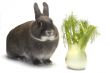 portrait of a rabbit and his favorite vegetables