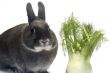 portrait of a rabbit and his favorite vegetables