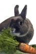 portrait of a rabbit and his favorite vegetables