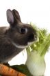 portrait of a rabbit and his favorite vegetables