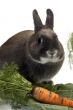 portrait of a rabbit and his favorite vegetables