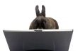 rabbit webmaster
