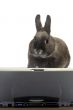 rabbit webmaster