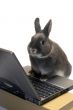 rabbit webmaster
