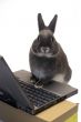 rabbit webmaster