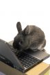 rabbit webmaster