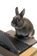 rabbit webmaster