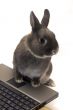 rabbit webmaster