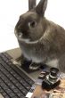rabbit webmaster