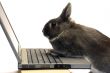 rabbit webmaster