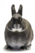 portrait of a dwarf rabbit