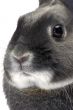 portrait of a dwarf rabbit