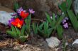 beauty colored spring flower